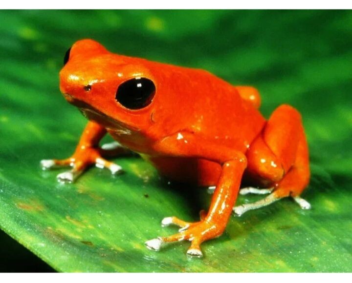 Золотая жаба (лат. Incilius periglenes) часть 3.