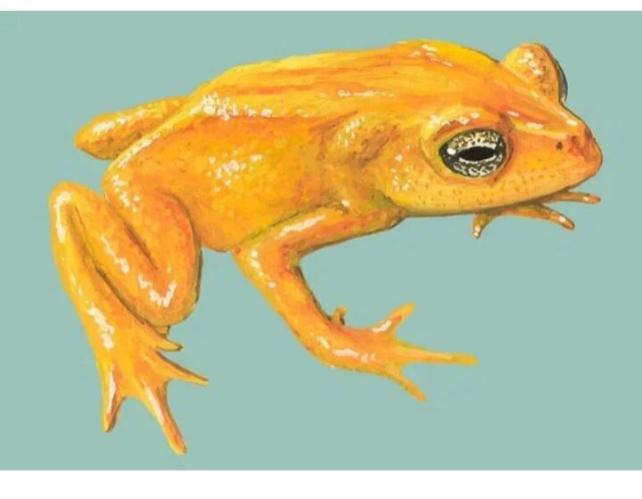 Золотая жаба (лат. Incilius periglenes) часть 3.