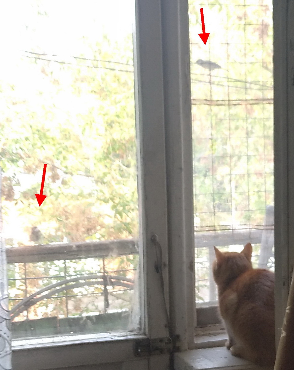 личное  фото