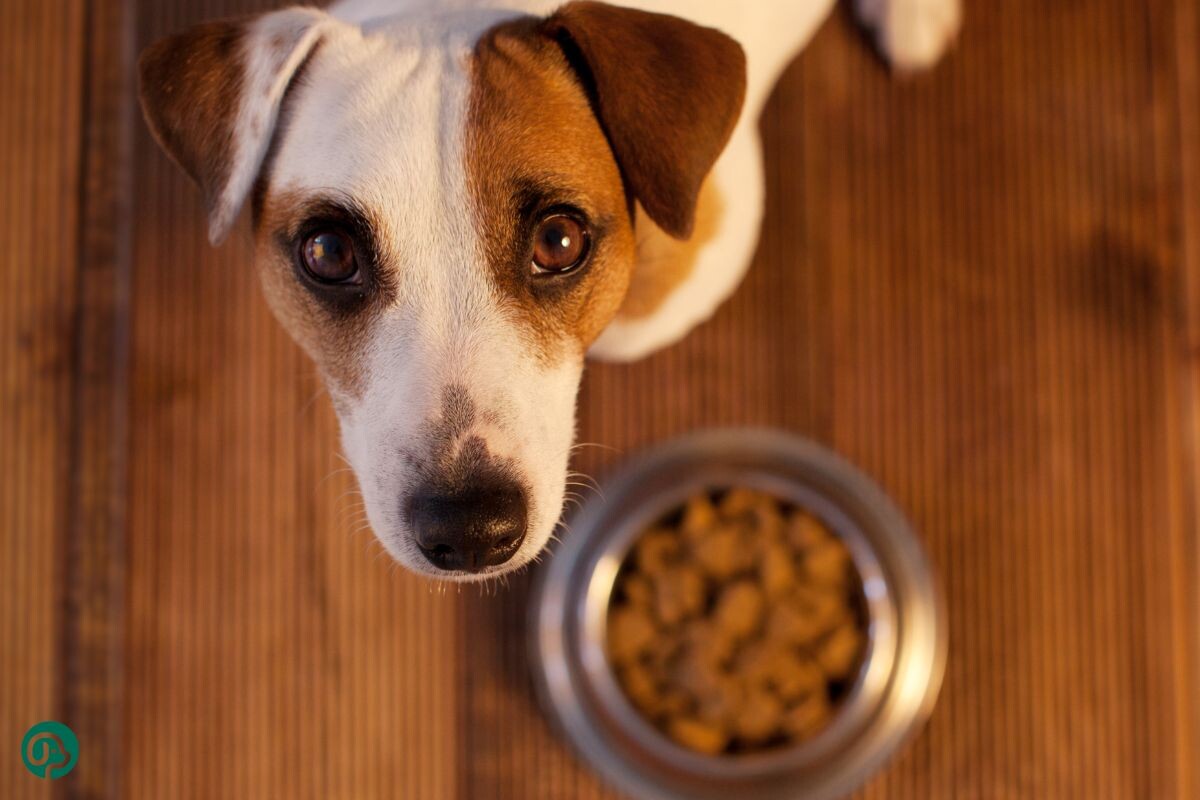 Собака с миской 