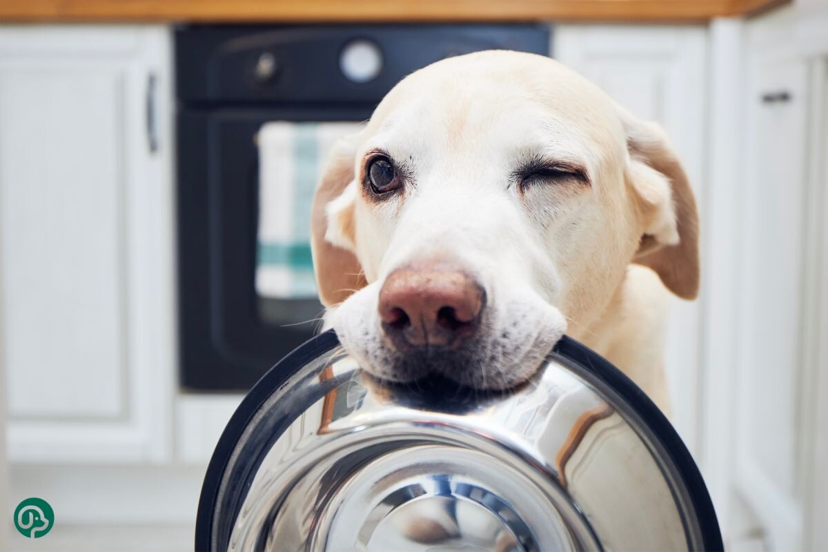 Собака держит миску 