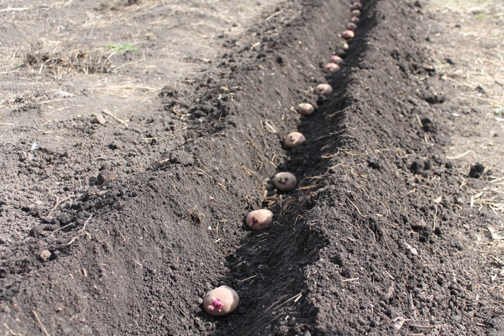  Посадка картофеля на приусадебном участке
