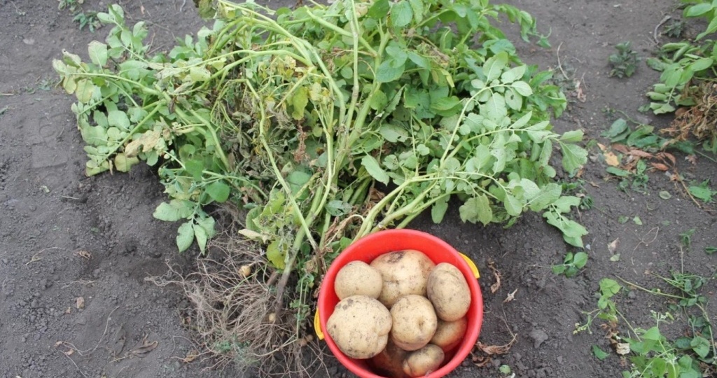 Почему на посадку картофеля не оставляют крупные клубни