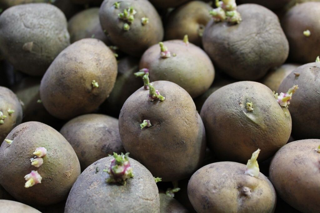  Ростки картофеля