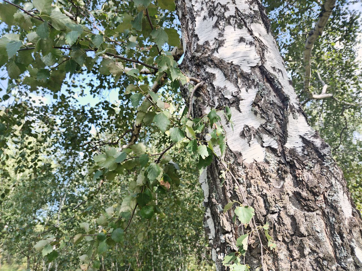 Фото автора.