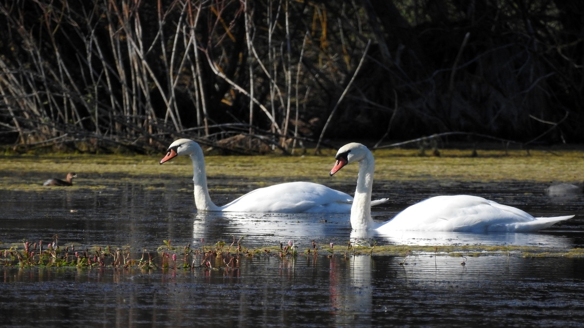   В курском водоеме заметили пару лебедей-шипунов