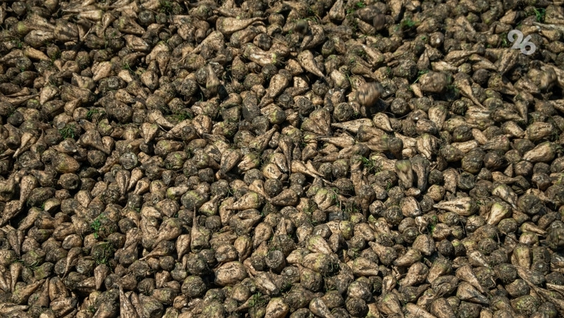    Производители чаще используют отечественные семена для выращивания сахарной свёклы и других культур Фото: Александр Скрыпник / / ИА «Победа26»