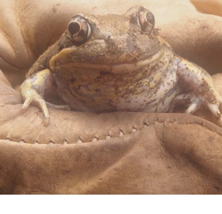 История жаб (семейства Bufonidae) часть 4. 