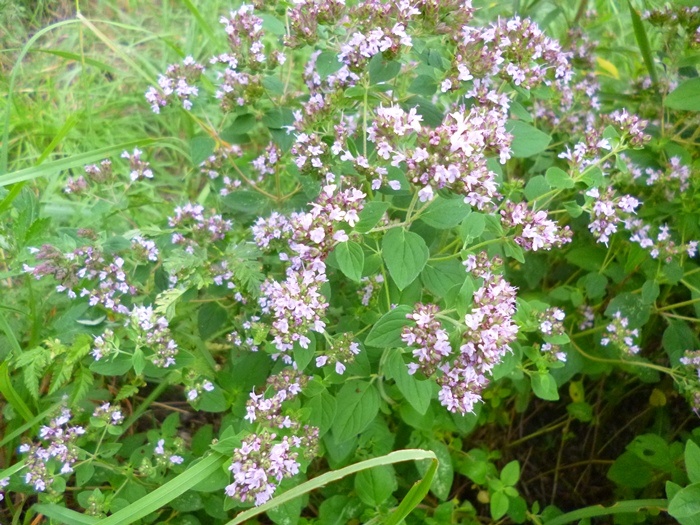 Душица обыкновенная (фото из архива автора)