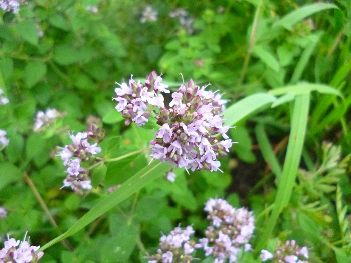 Цветки душицы обыкновенной (фото из архива автора)