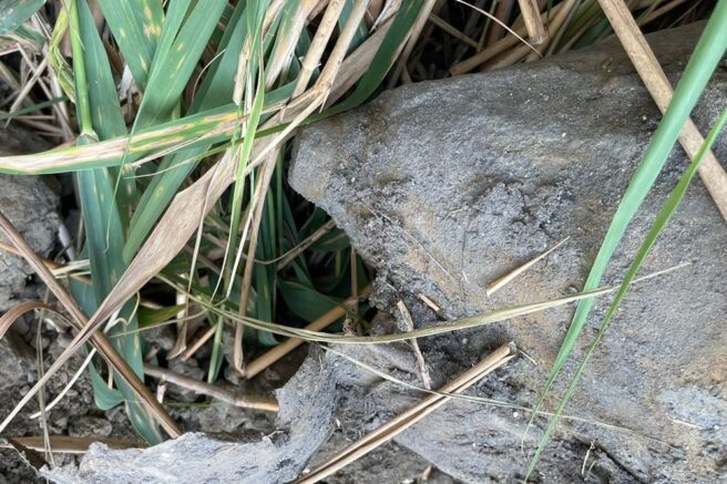    Фото: t.me/rosgvard_krasnodar