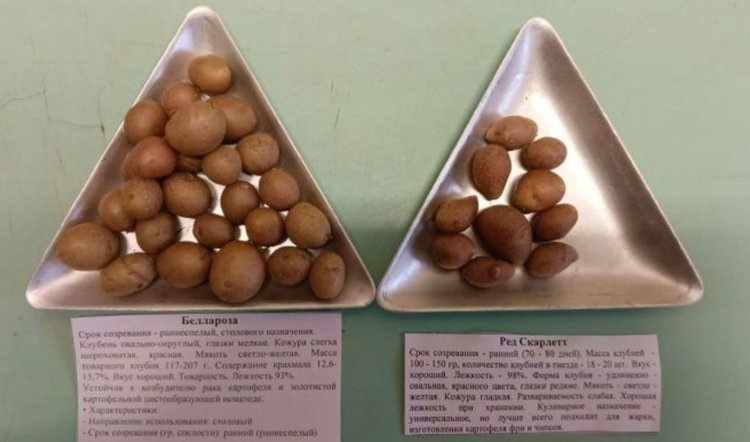    Фото: Филиал ФГБУ «Россельхозцентр» по Пермскому краю