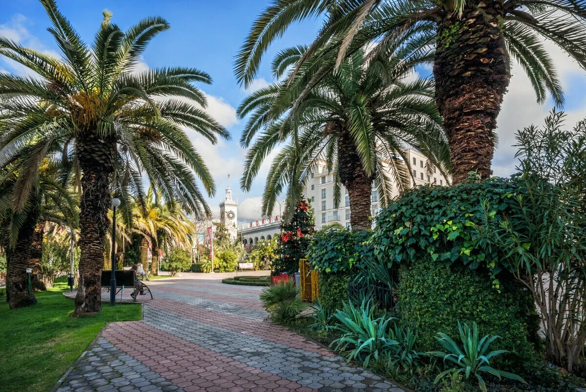 В Сочи влажный субтропический климат