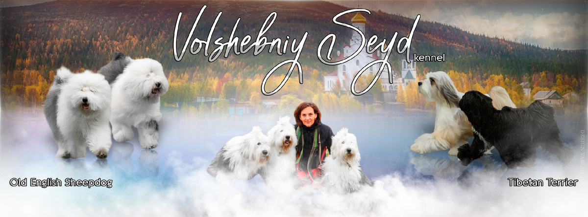 Светлана Попова с бобтейлами и тибетскими терьерами своего питомника "Волшебный Сейд". Здесь и далее в статье фото для публикации любезно предоставлены Свеланой  