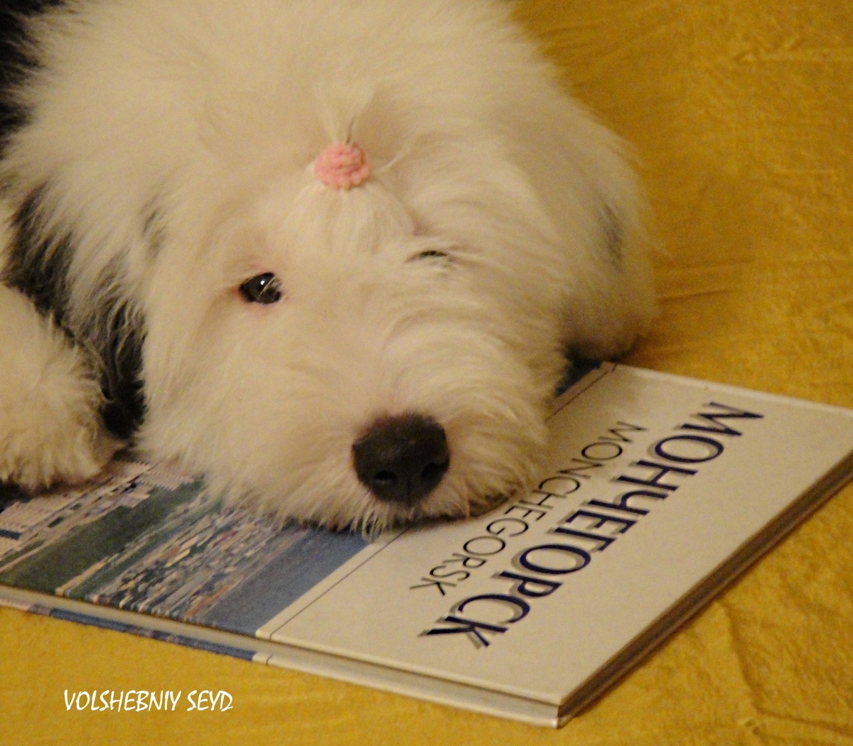 Щенок бобтейла с книгой про Мончегорск