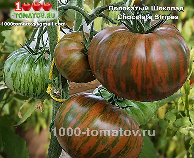 Томат Полосатый Шоколад  Chocolate Stripes ФОТО 1