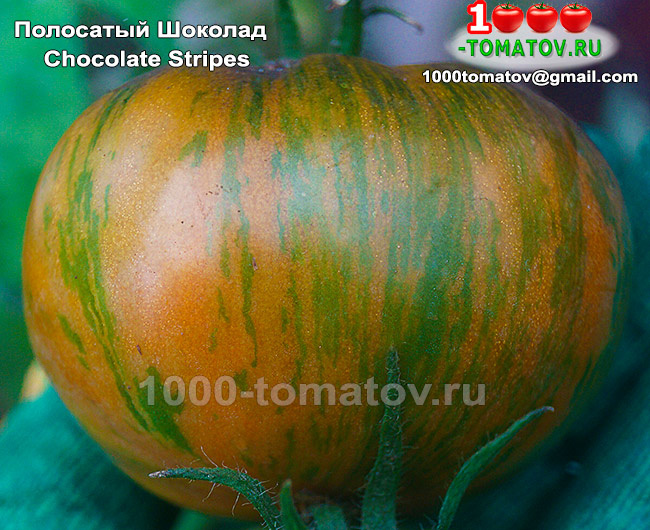 Томат Полосатый Шоколад  Chocolate Stripes фото 2