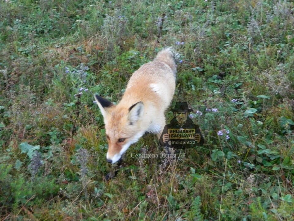    Лиса. Источник: t.me/incident22
