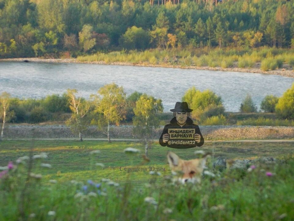    Лиса. Источник: t.me/incident22