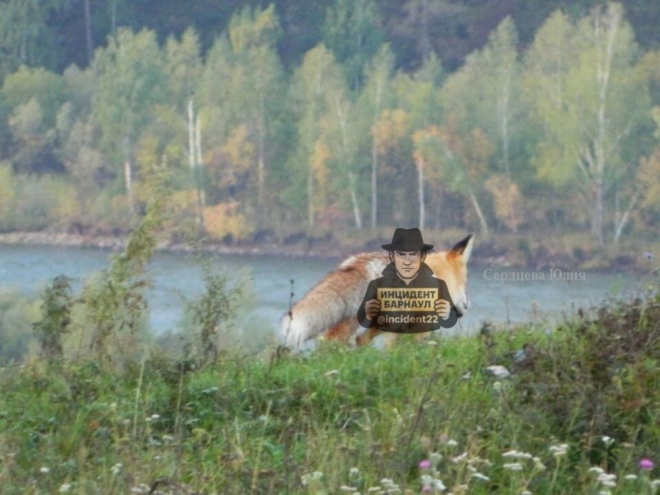    Лиса. Источник: t.me/incident22