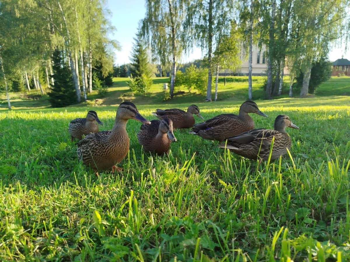    Фото: Сяндемский Успенский женский монастырь