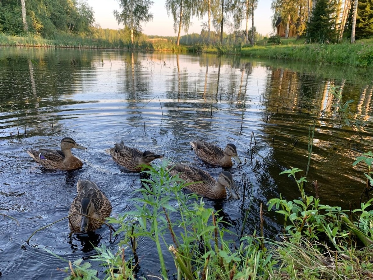    Фото: Сяндемский Успенский женский монастырь