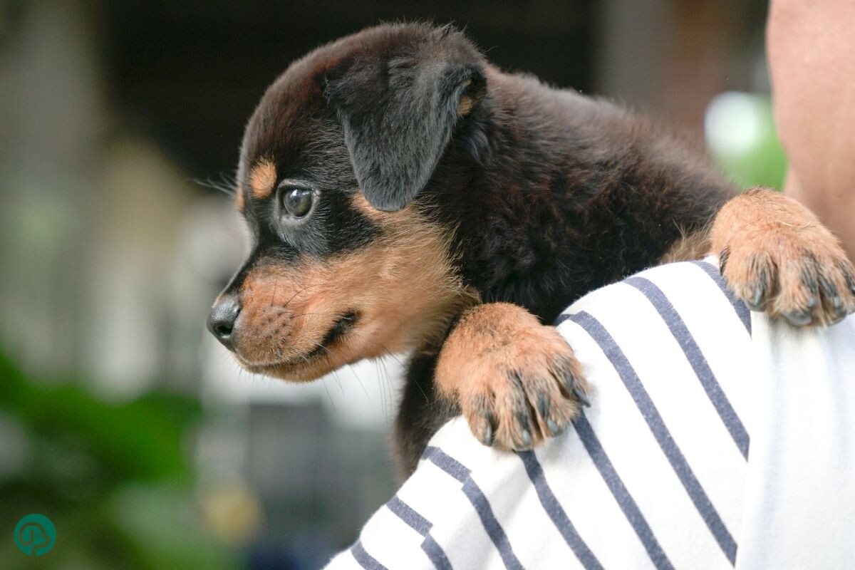 Как назвать собаку 