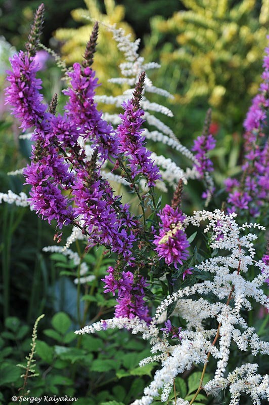 2. Дербенник иволистный и астильба