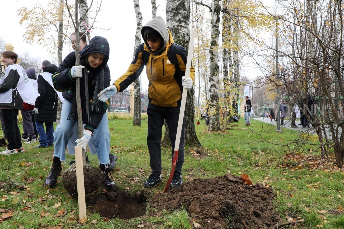    Работы пройдут в рамках компенсационного озеленения