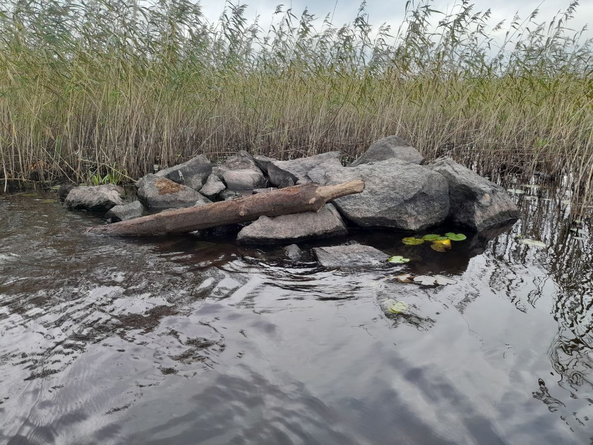 Обмелело. Это было под водой. Бревно обгрыз бобёр. фото автора