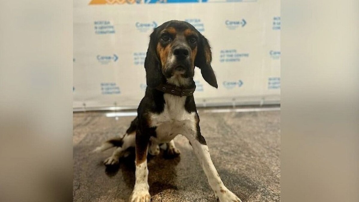    Фото: t.me/aeroaer