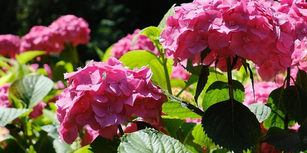 Королева клумбы потеряла трон: неожиданный конкурент превратил гортензию в скучную классику