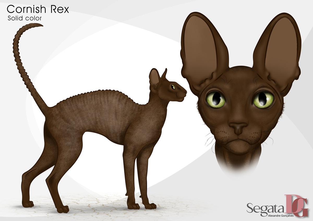 Однотонный шоколадный окрас