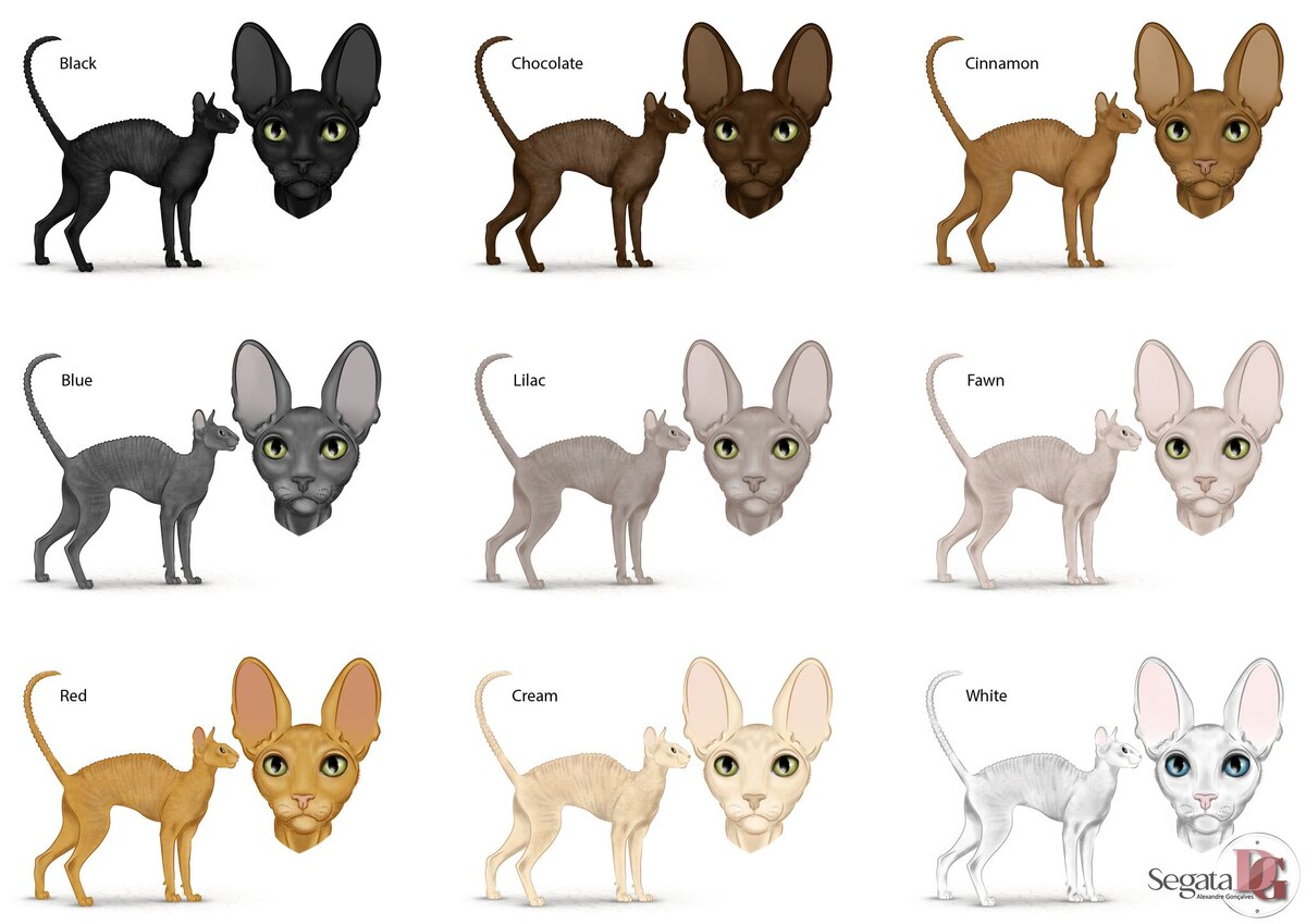 Все основные однотонные окрасы 