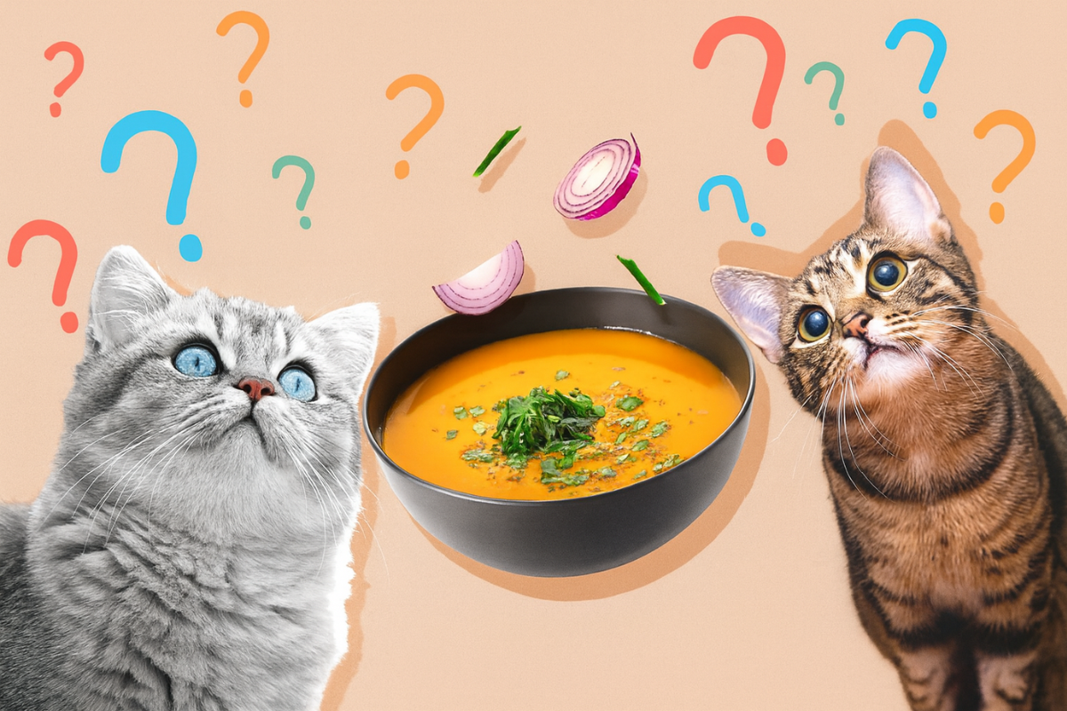 Можно ли кошкам есть суп 