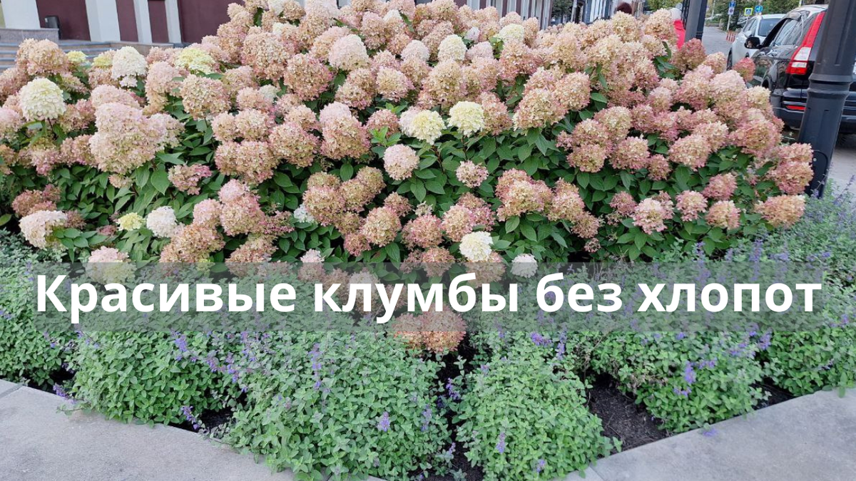 Фото городские клумбы.