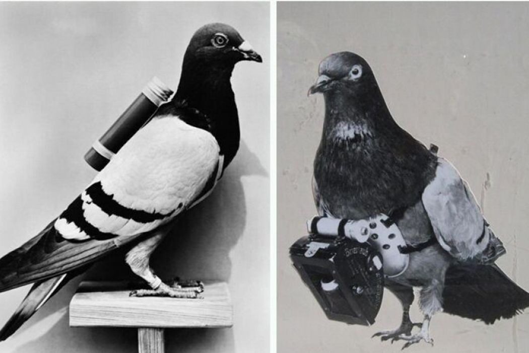 Почтовые голуби