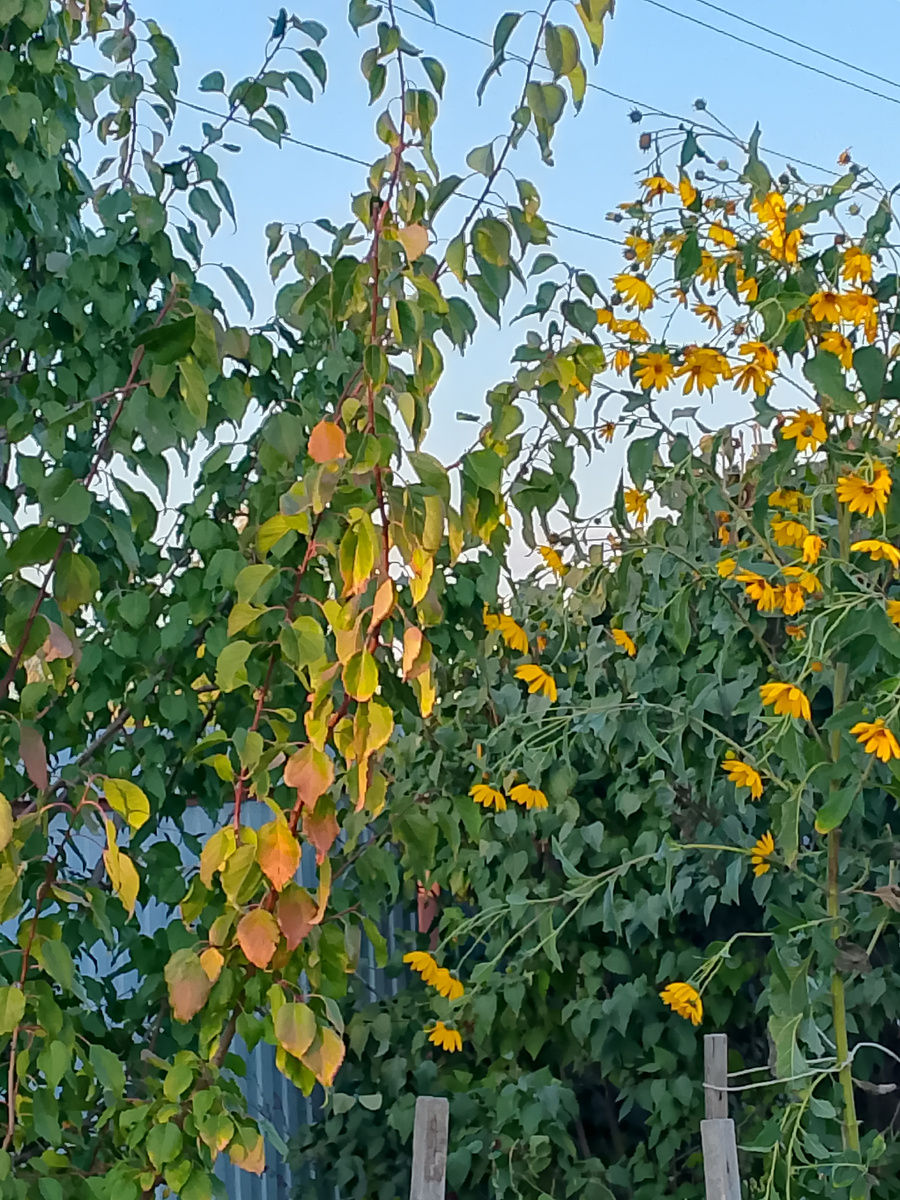 Листва абрикоса начала желтеть