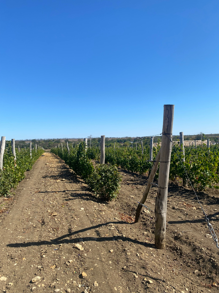 Виноградники. Винодельня «Благолюбов». Фото автора.