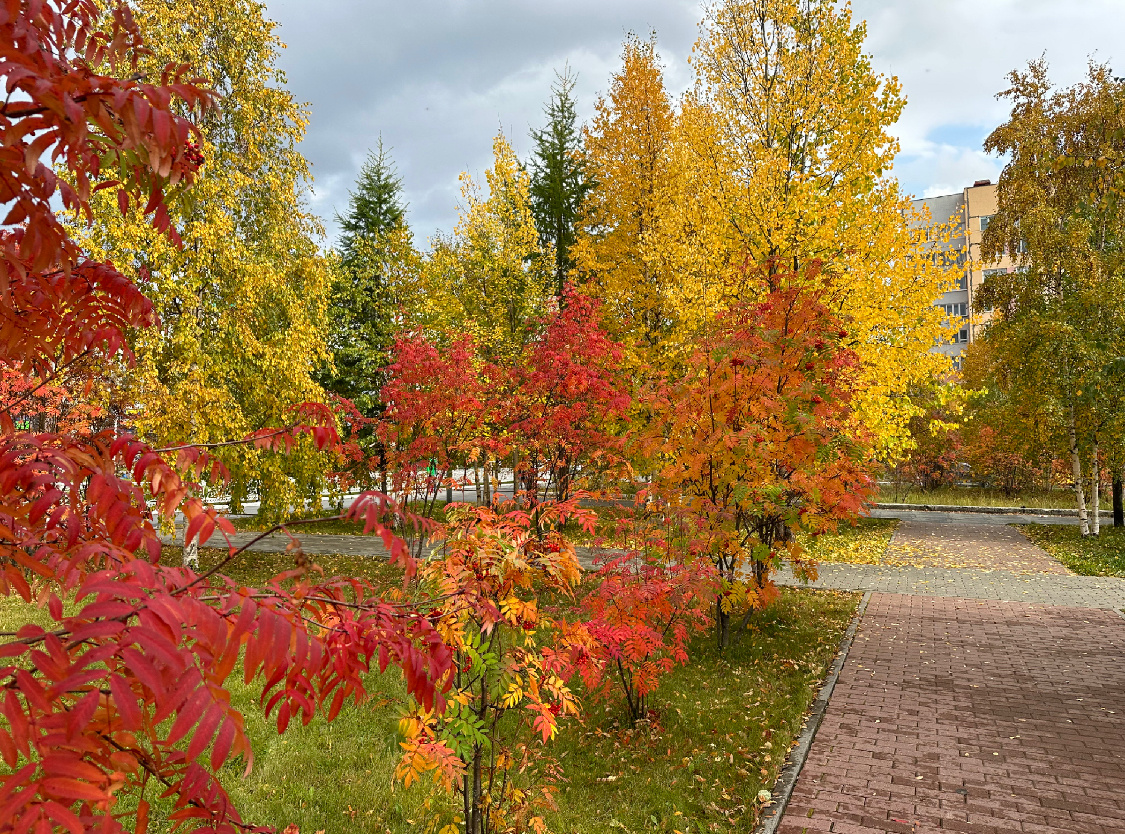 Яркие краски осени на севере.