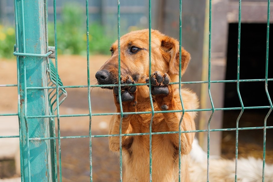    Автор фото: Валентин Беликов