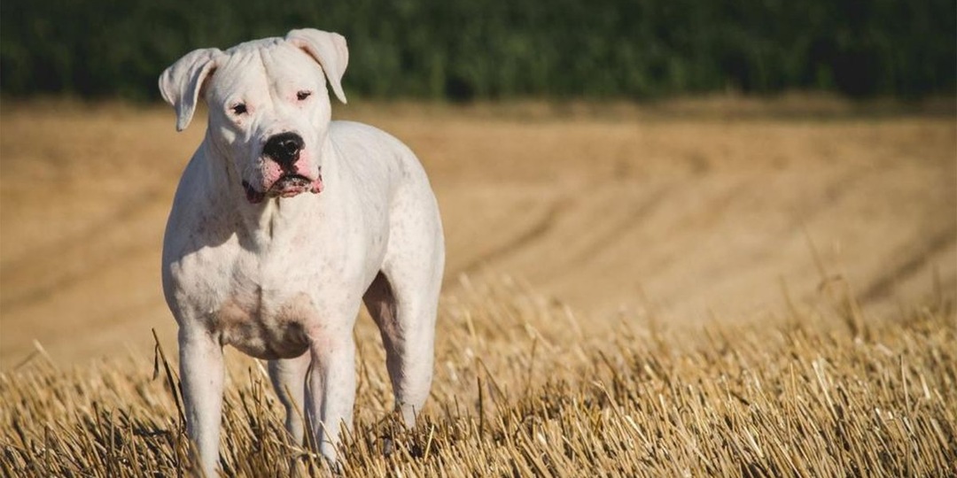 Кинолог назвал 5 пород собак, которых нельзя заводить новичкам