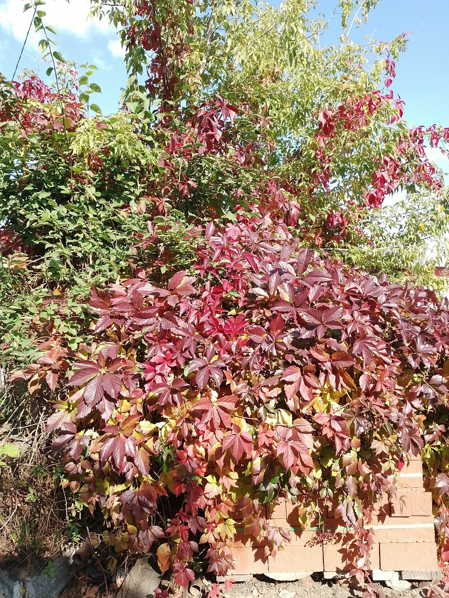 18 сентября. Девичий виноград во дворе храма