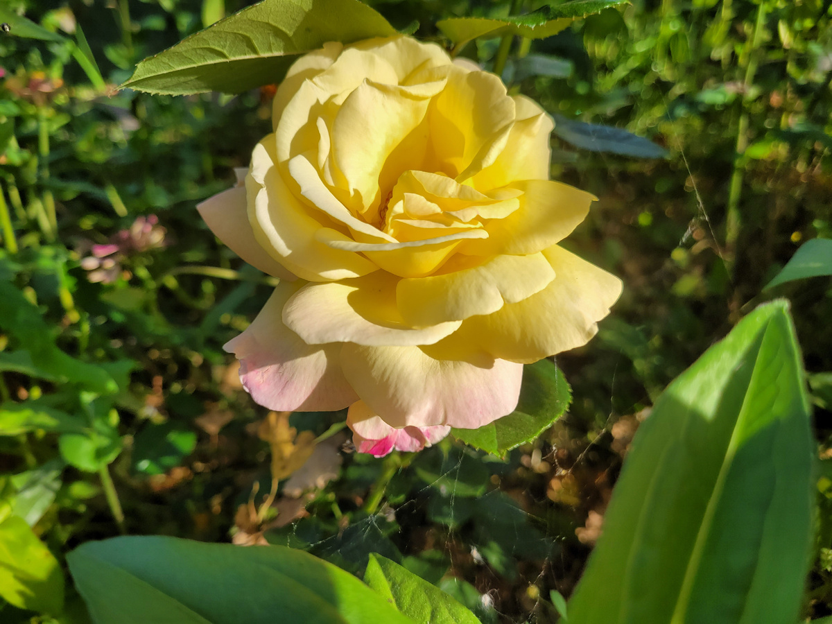 Ожившая роза