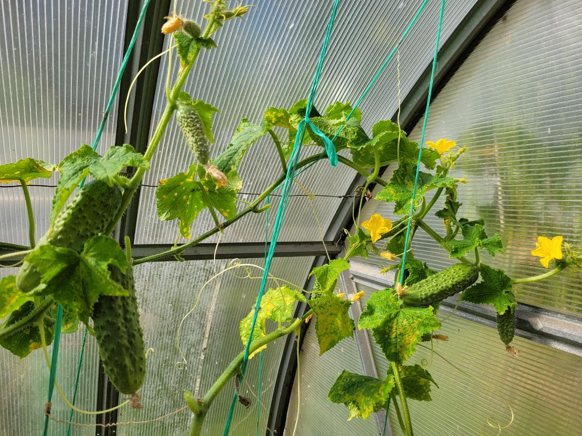 Новая жизнь у огурцов