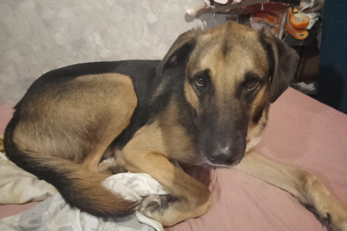 Платон-диверсант