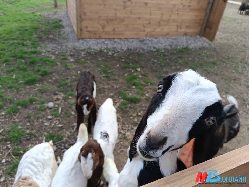    Фото: МТВ.ОНЛАЙН / Елизавета Денисова