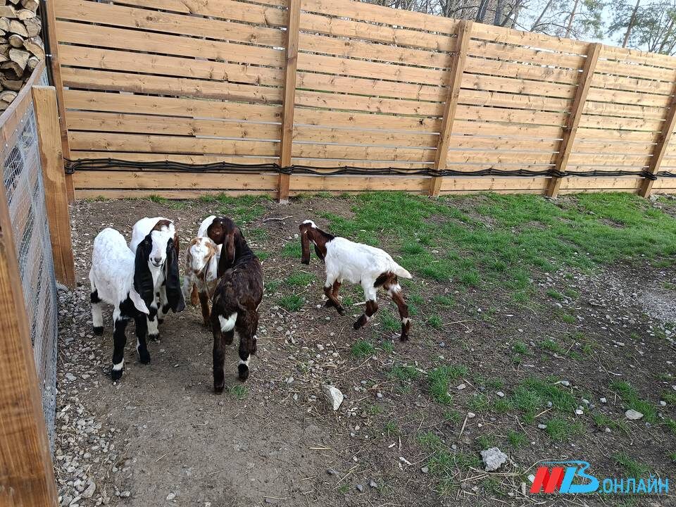    Фото: МТВ.ОНЛАЙН / Елизавета Денисова