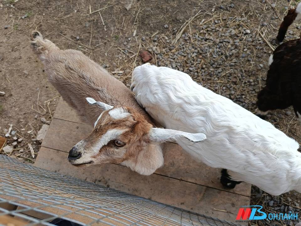    Фото: МТВ.ОНЛАЙН / Елизавета Денисова