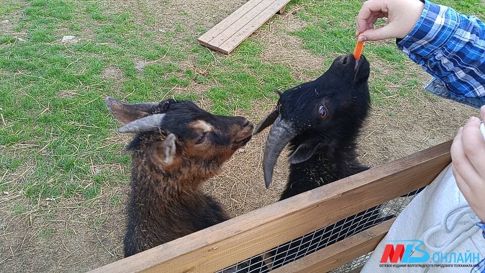    Фото: МТВ.ОНЛАЙН / Елизавета Денисова